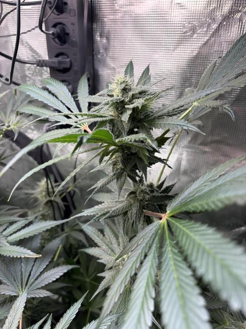 42 fast buds champions line. Week 8