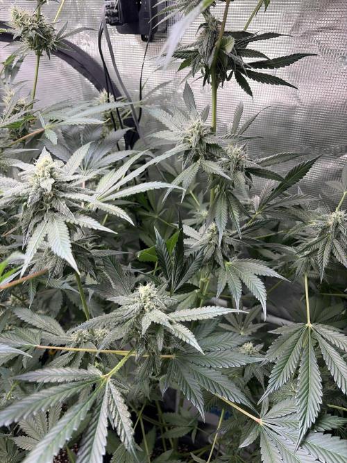 42 fast buds champions line. Week 8