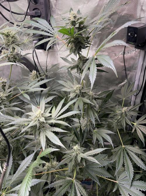 42 fast buds champions line. Week 8