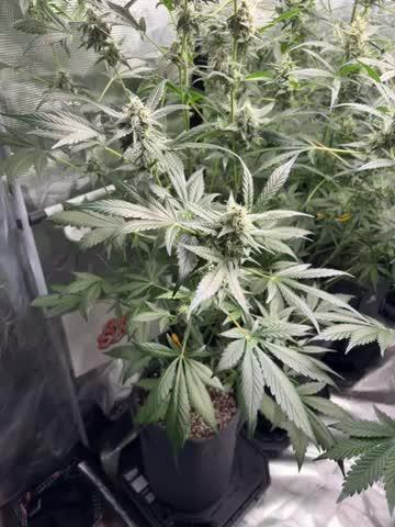 42 fast buds champions line