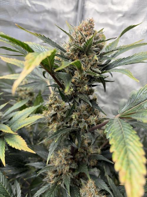 Lemon Cherry Cookies Auto. Week 10