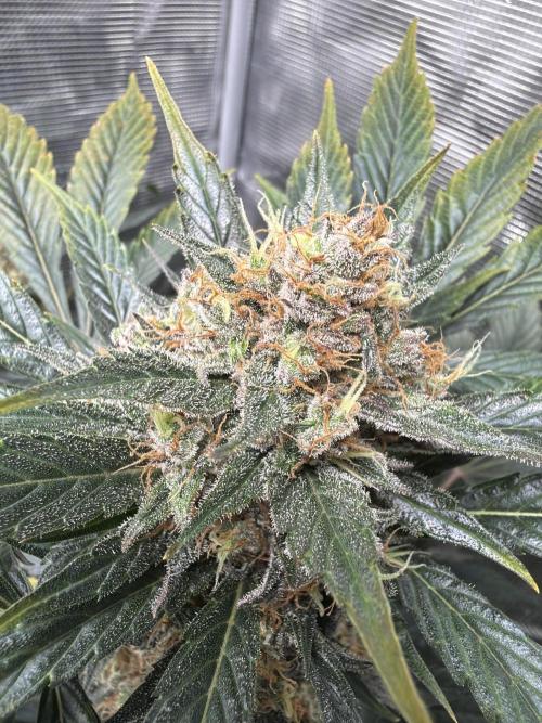 Lemon Cherry Cookies Auto. Week 10