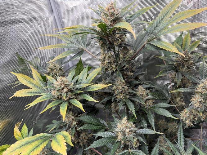 Lemon Cherry Cookies Auto. Week 10