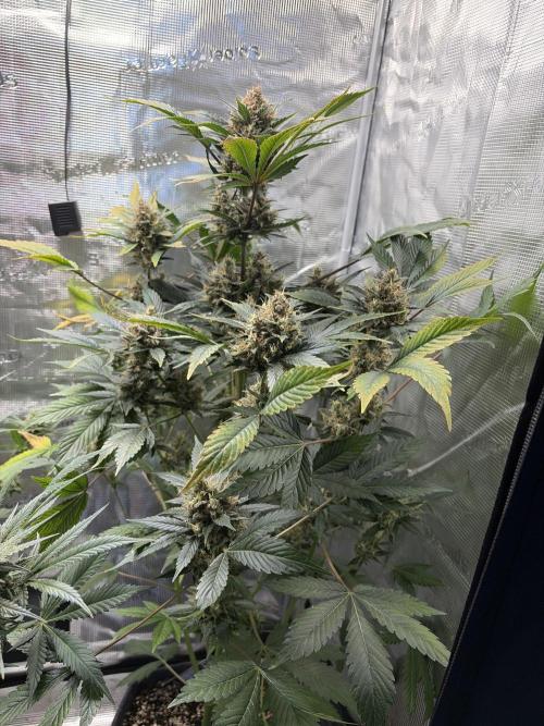 Lemon Cherry Cookies Auto. Week 10