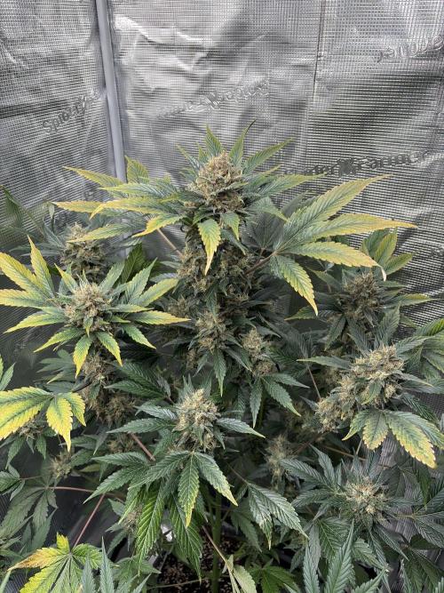 Lemon Cherry Cookies Auto. Week 10