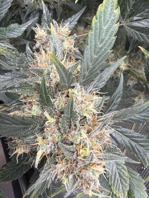 Lemon Cherry Cookies Auto. Week 10