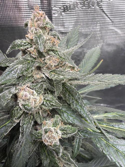 Guava and Strawberry Gorilla Auto RF3. Week 9 - Strawberry Gorilla 