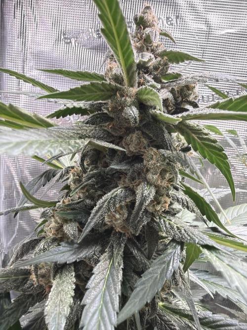 Guava and Strawberry Gorilla Auto RF3. Week 9