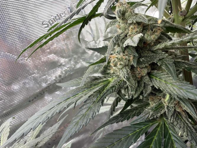 Guava and Strawberry Gorilla Auto RF3. Week 9