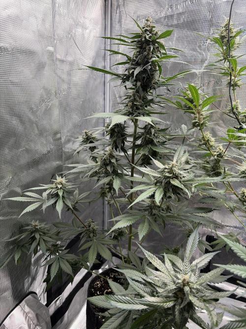 Guava and Strawberry Gorilla Auto RF3. Week 9
