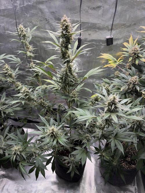 Guava and Strawberry Gorilla Auto RF3. Week 9 - Guava 
