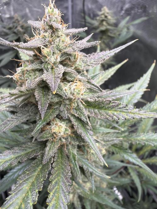Guava and Strawberry Gorilla Auto RF3. Week 9