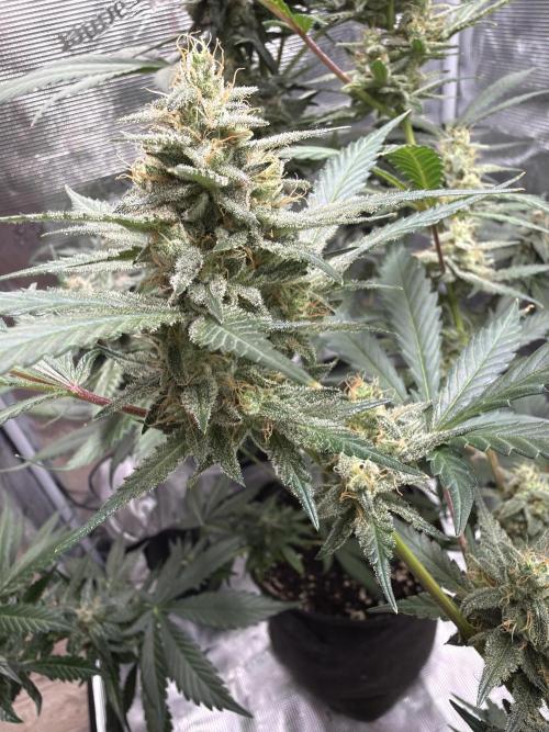 Guava and Strawberry Gorilla Auto RF3. Week 9