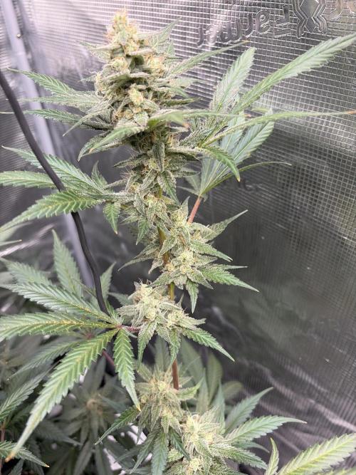 Guava and Strawberry Gorilla Auto RF3. Week 9