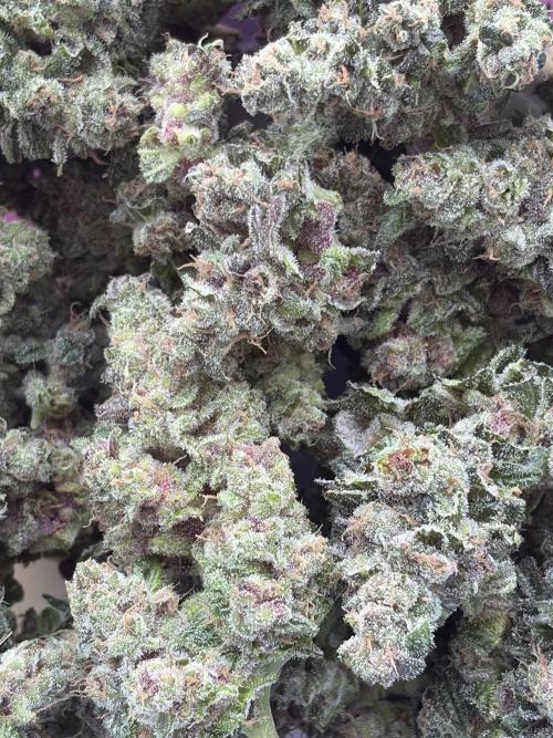 Guava and Strawberry Gorilla Auto RF3. Week 10