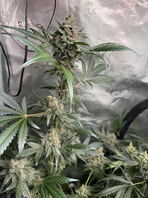 42 fast buds champions line. Week 9 - Guava sundae 
