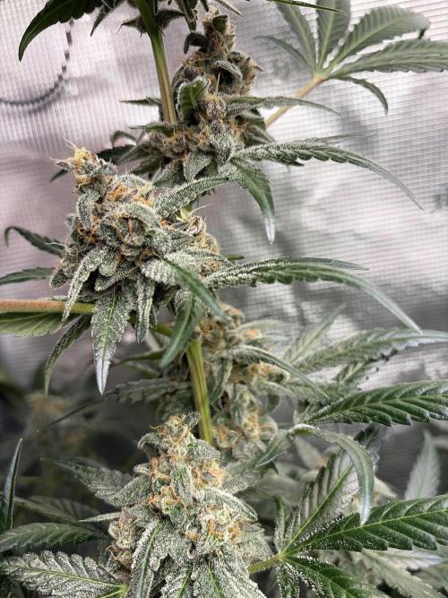 42 fast buds champions line. Week 9