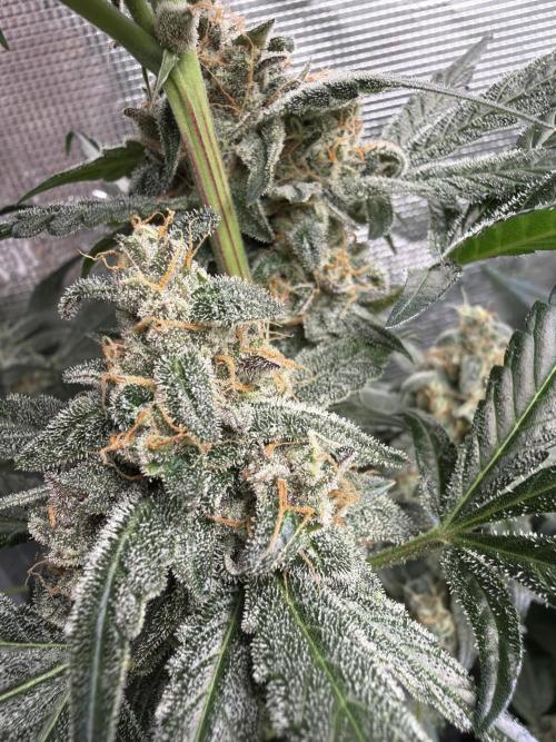 42 fast buds champions line. Week 9