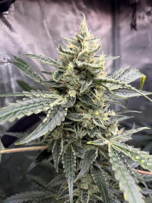 42 fast buds champions line. Week 9 - Banana guava 