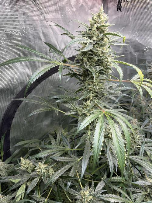 42 fast buds champions line. Week 9
