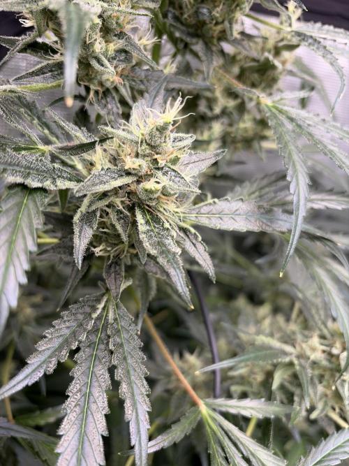 42 fast buds champions line. Week 9