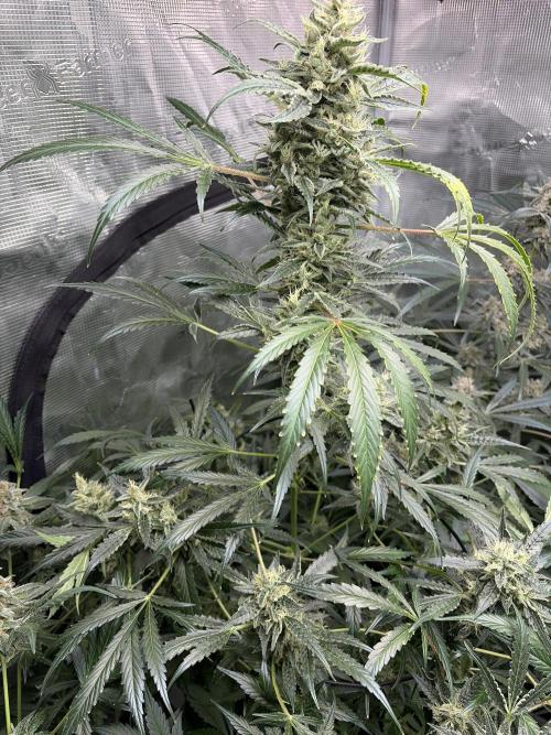 42 fast buds champions line. Week 9