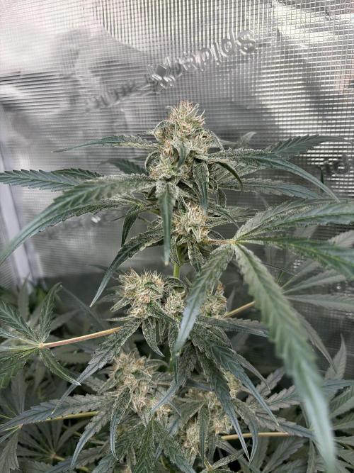 42 fast buds champions line. Week 9 - Guava runtz