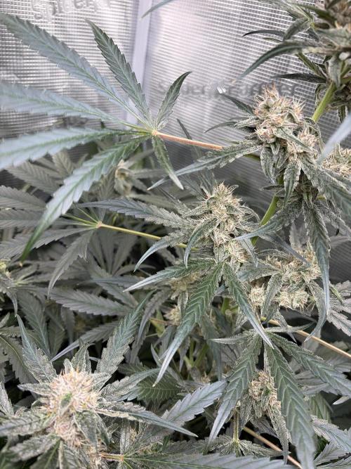 42 fast buds champions line. Week 9