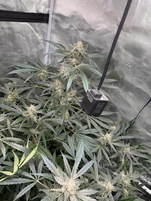 42 fast buds champions line. Week 9