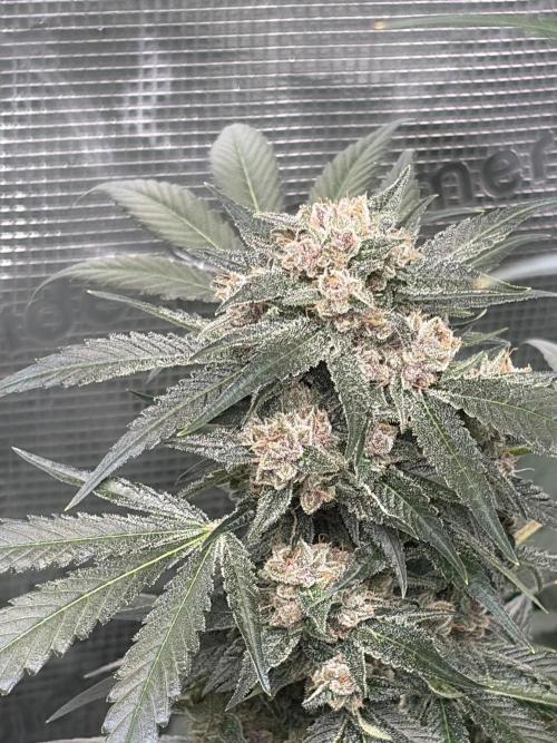 42 fast buds champions line. Week 9 - Frostbanger