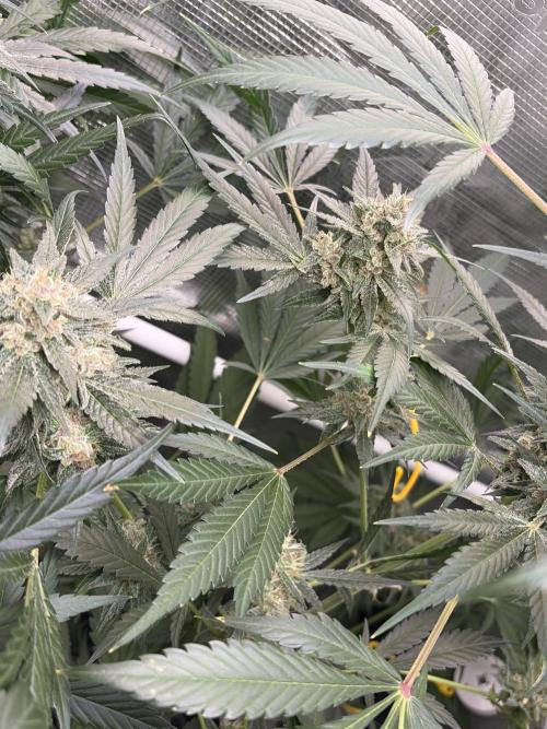 42 fast buds champions line. Week 9