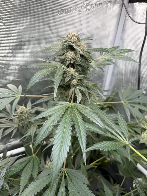 42 fast buds champions line. Week 9