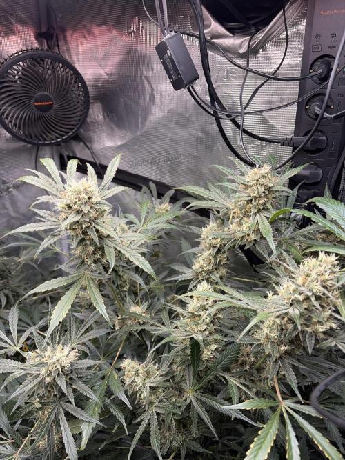 42 fast buds champions line. Week 9 - Mendo guava