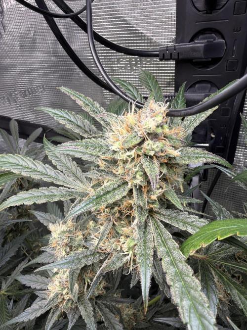42 fast buds champions line. Week 9