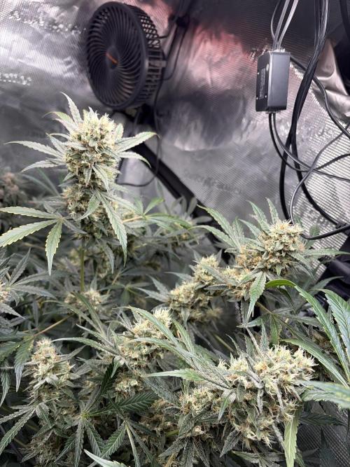 42 fast buds champions line. Week 9