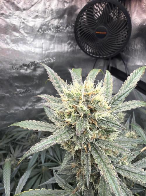 42 fast buds champions line. Week 9