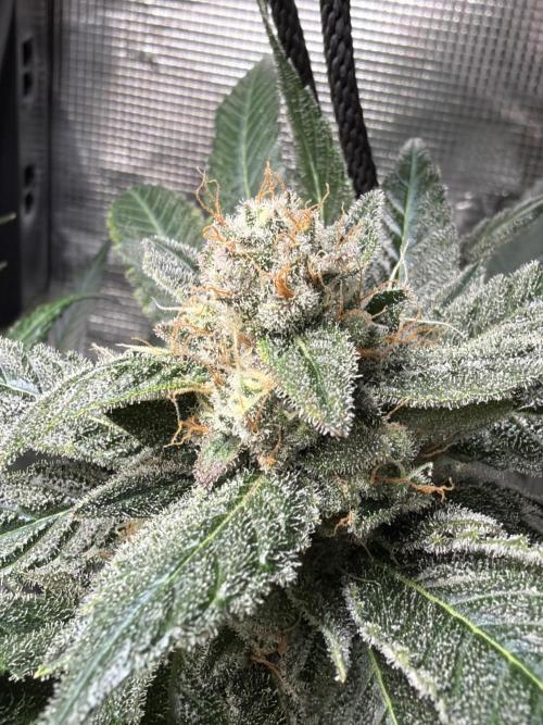42 fast buds champions line. Week 9 - Mendo Frost af