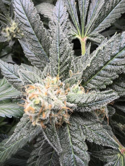 42 fast buds champions line. Week 9