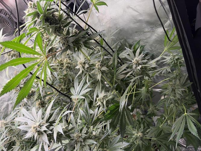 42 fast buds champions line. Week 9