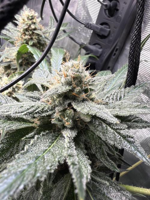 42 fast buds champions line. Week 9