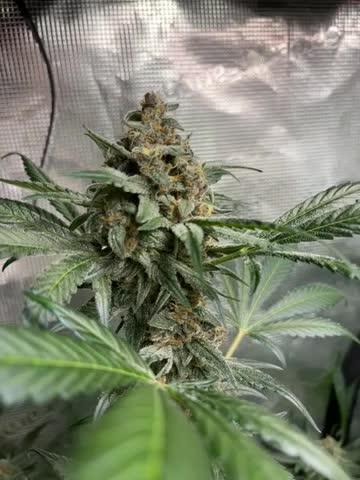 42 fast buds champions line
