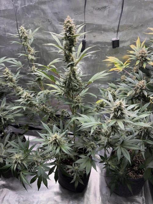 Guava and Strawberry Gorilla Auto RF3. Week 10