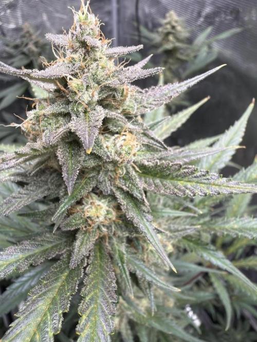 Guava and Strawberry Gorilla Auto RF3. Week 10