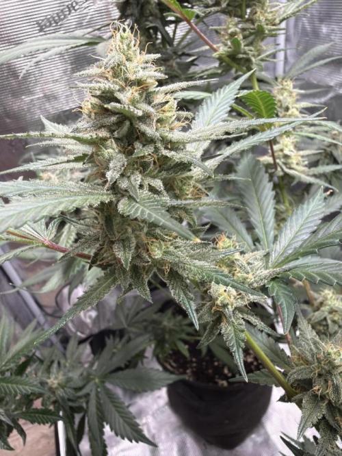 Guava and Strawberry Gorilla Auto RF3. Week 10
