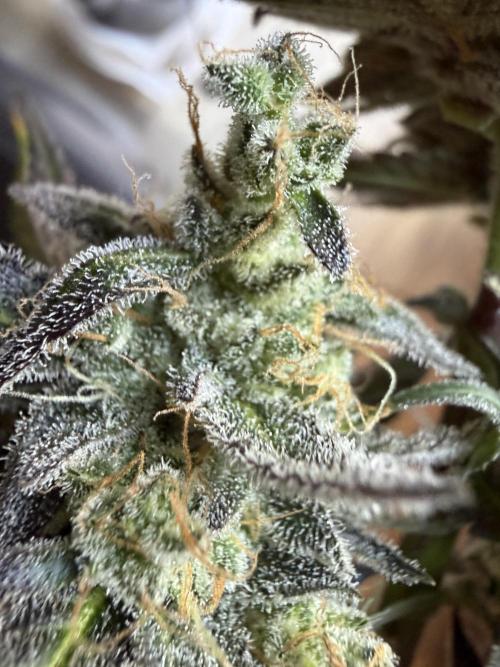 Guava and Strawberry Gorilla Auto RF3. Week 10
