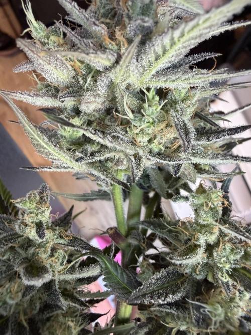 Guava and Strawberry Gorilla Auto RF3. Week 10
