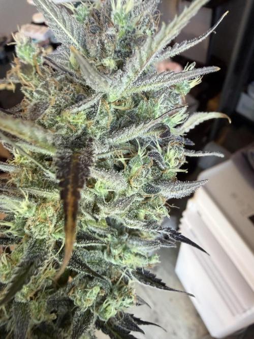 Guava and Strawberry Gorilla Auto RF3. Week 10
