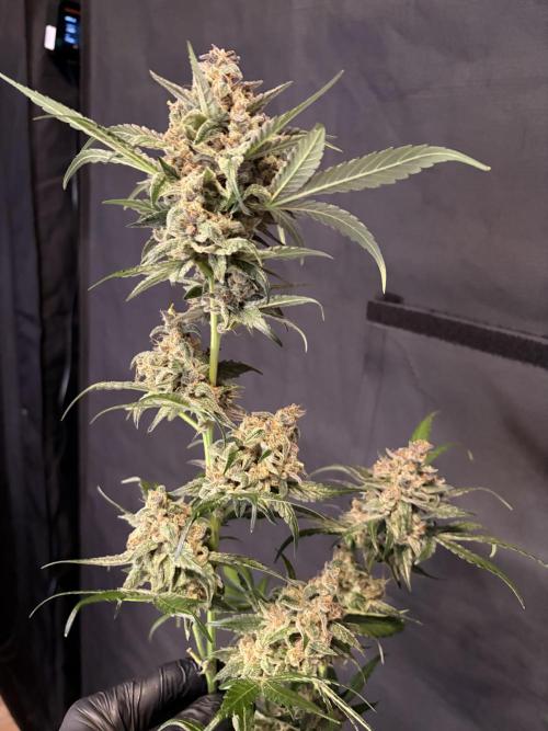 42 fast buds champions line. Week 10