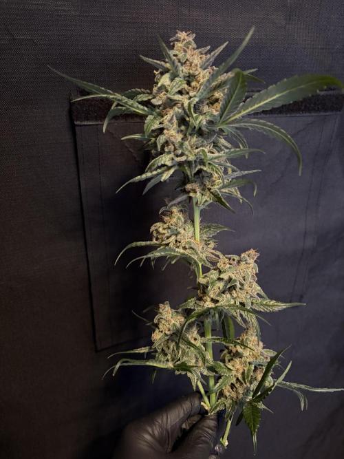 42 fast buds champions line. Week 10