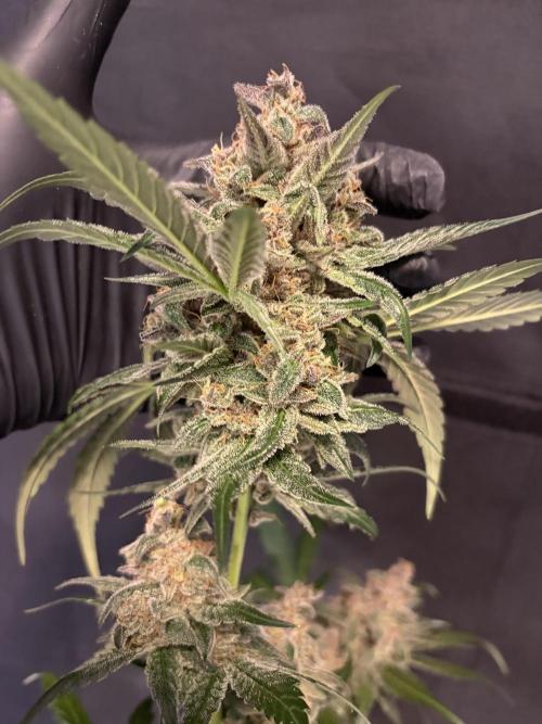 42 fast buds champions line. Week 10